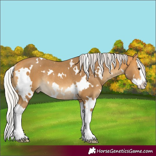 Horse Color:Unknown 