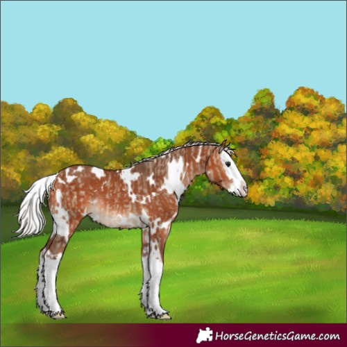 Horse Color:White Spotted Silver Brown Dun Splash  and White Spotted Silver Bay Splash Rabicano 