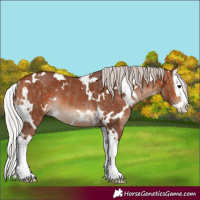 Horse Color:White Spotted Silver Brown Dun Splash and White Spotted Silver Bay Splash Rabicano