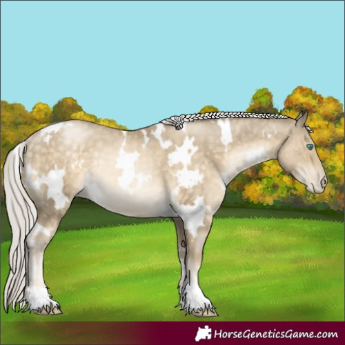 Horse Color:White Spotted Silver Buckskin Pearl Rabicano 
