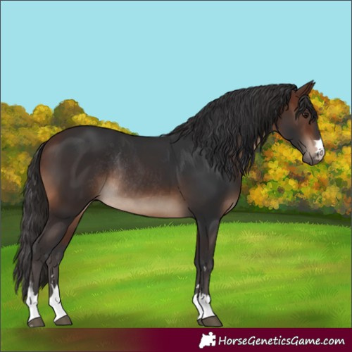Horse Color:Brown Rabicano 