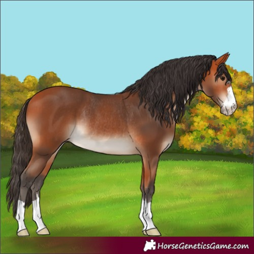 Horse Color:Bay Rabicano 
