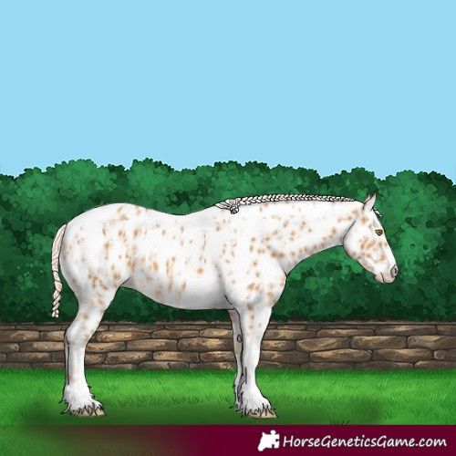 Horse Color:Palomino Appaloosa  and Palomino Tobiano Appaloosa 