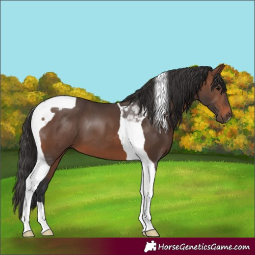 Horse Color:Brown Tobiano