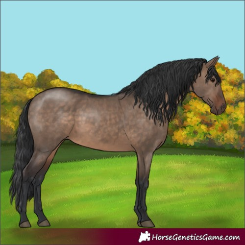 Horse Color:Brown Dun Rabicano