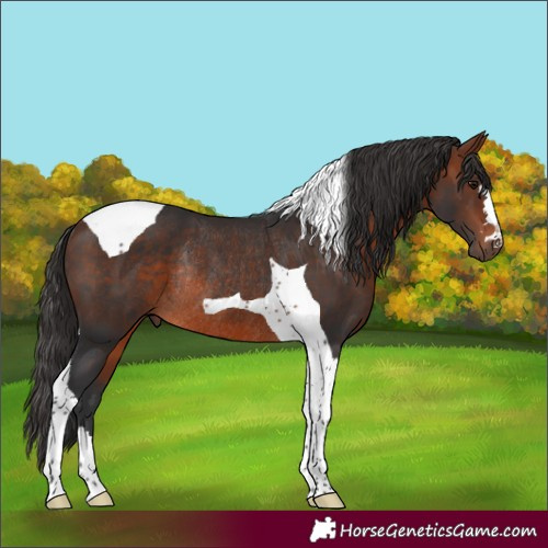Horse Color:Bay Tobiano Rabicano 