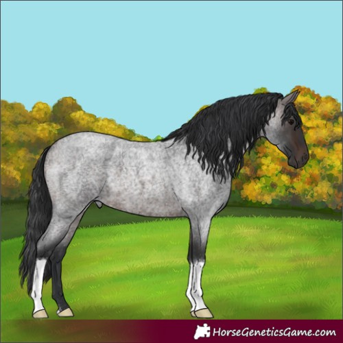 Horse Color:Brown Roan 