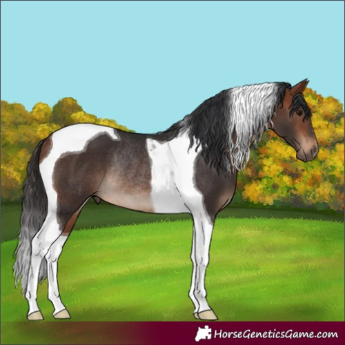 Horse Color:Bay Tobiano Rabicano