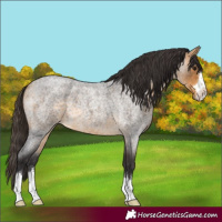 Horse Color:Buckskin Roan 