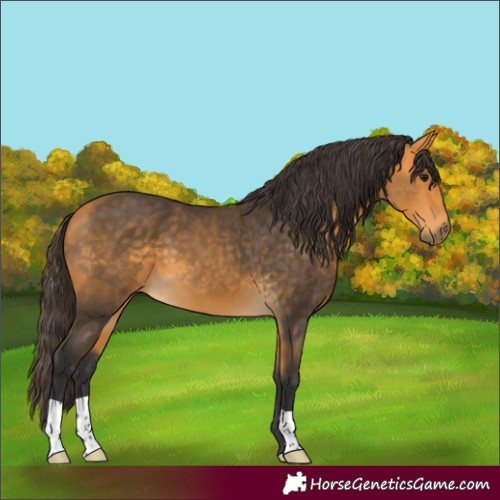 Horse Color:Buckskin 