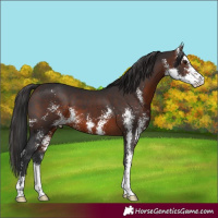 Horse Color:Brown Sabino