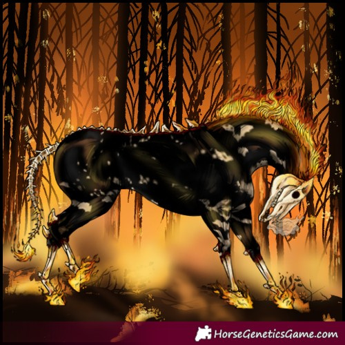 Horse Color:Void Buckskin Splash Tobiano Frame Appaloosa 