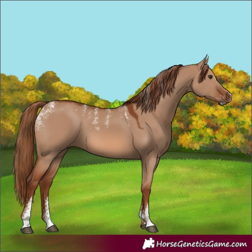 Horse Color:Powder White Red Dun 