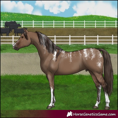 Horse Color:Powder White Liver Red Dun 