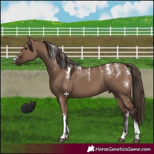 Horse Color:Powder White Liver Red Dun 