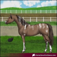 Horse Color:Powder White Liver Red Dun 