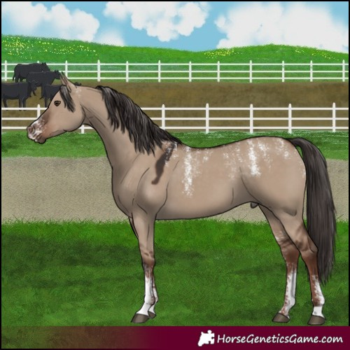 Horse Color:Powder White Liver Red Dun 