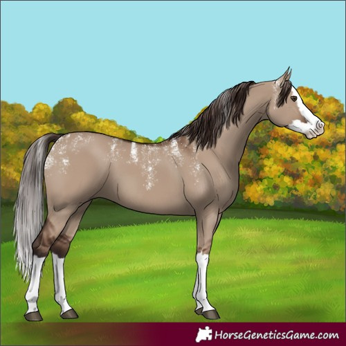 Horse Color:Powder White Liver Red Dun Splash 