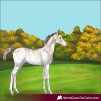 Horse Color:Buckskin Pearl Sabino 