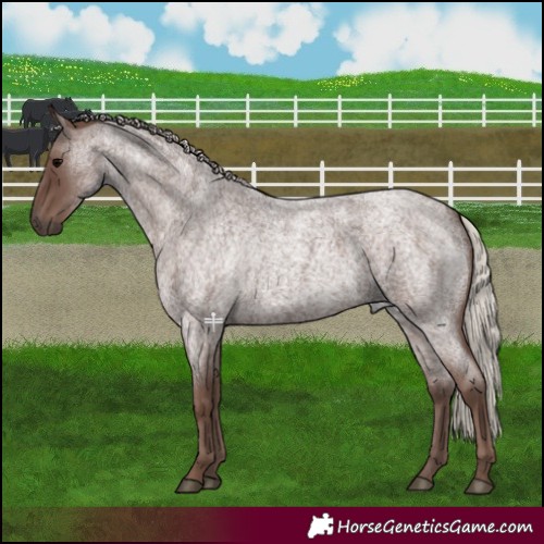 Horse Color:Silver Blue Roan 