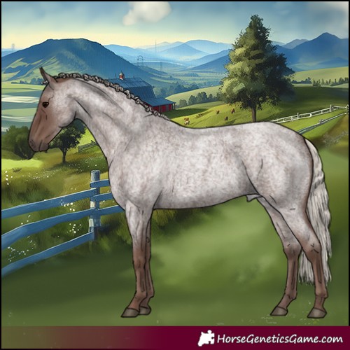 Horse Color:Silver Blue Roan 