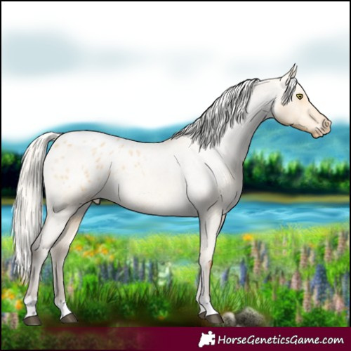 Horse Color:Silver Buckskin Roan Dun Appaloosa 