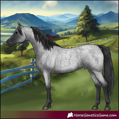 Horse Color:Blue Roan 
