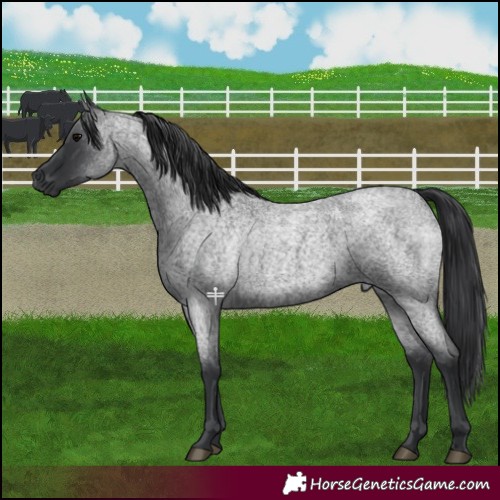 Horse Color:Blue Roan 