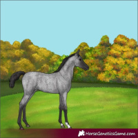 Horse Color:Smoky Blue Roan 
