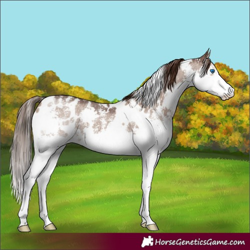 Horse Color:White Spotted Liver Red Dun Sabino Splash 