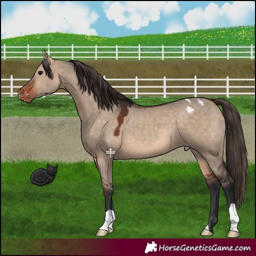 Horse Color:Bay Dun Appaloosa 
