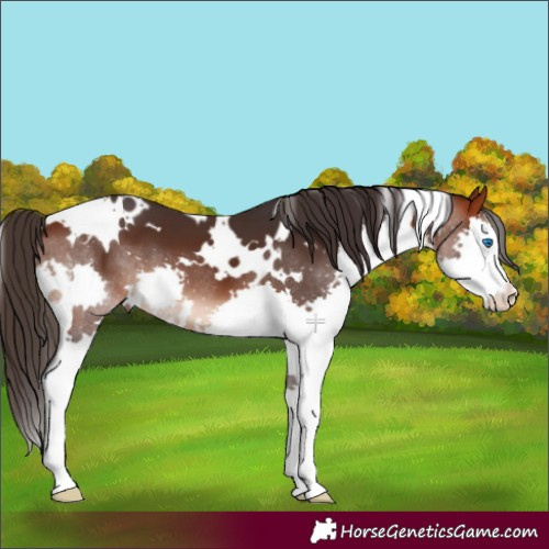 Horse Color:White Spotted Bay Splash 