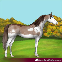 Horse Color:Liver Red Dun Splash 