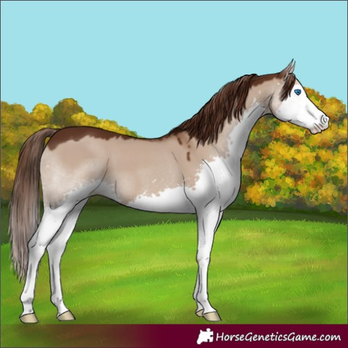 Horse Color:Liver Red Dun Splash 