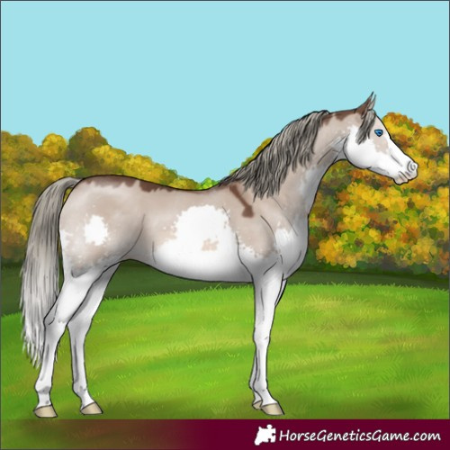 Horse Color:Liver Red Dun Mushroom Splash 