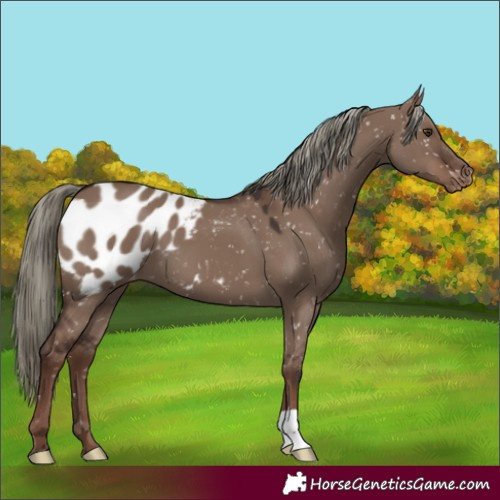 Horse Color:Liver Red Dun Mushroom Appaloosa 