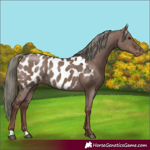 Horse Color:Liver Red Dun Mushroom Near Leopard 