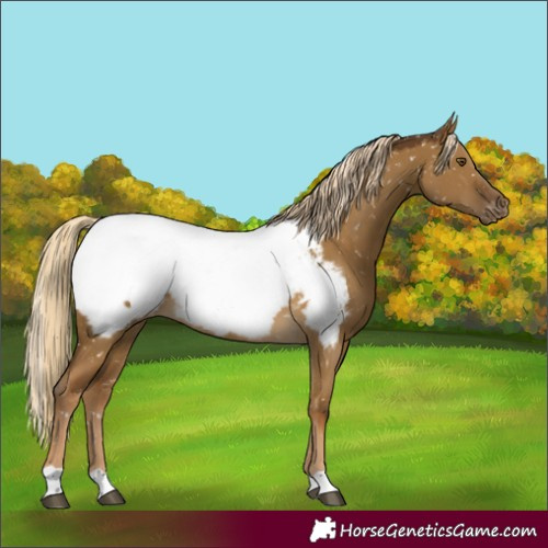 Horse Color:Chocolate Palomino Dun Mushroom Near Fewspot 