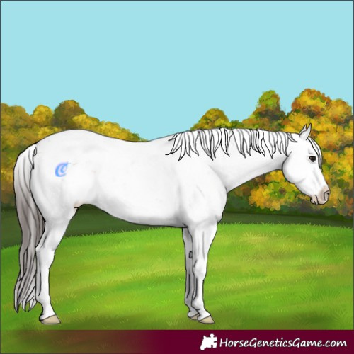 Horse Color:Bay Sabino Appaloosa 