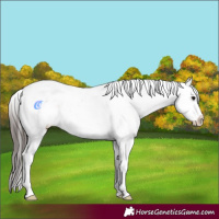 Horse Color:Bay Sabino Appaloosa 