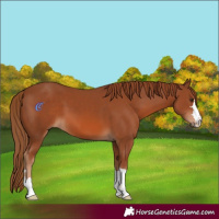 Horse Color:Chestnut 