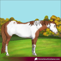 Horse Color:Chestnut Frame Appaloosa