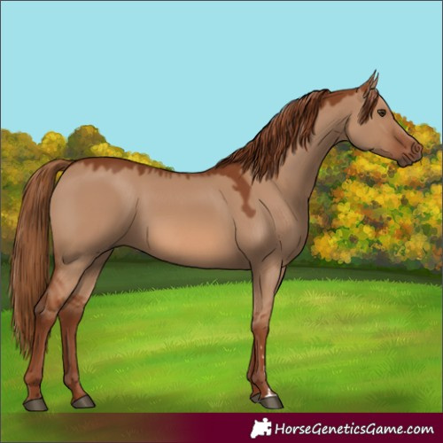 Horse Color:Red Dun 