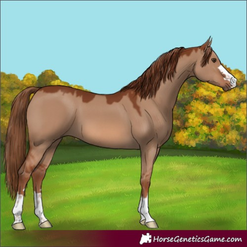 Horse Color:Red Dun 