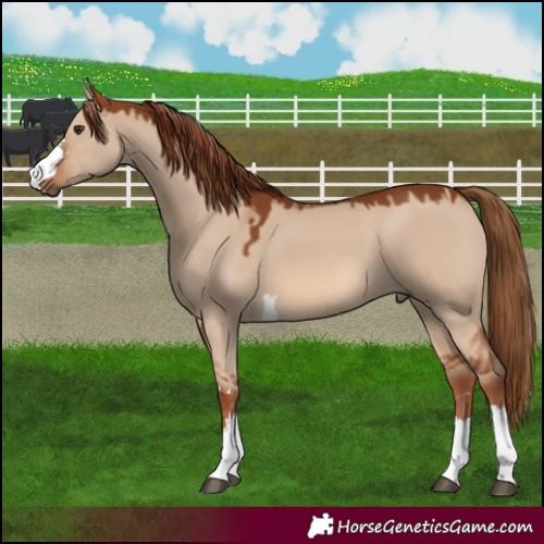 Horse Color:Red Dun 