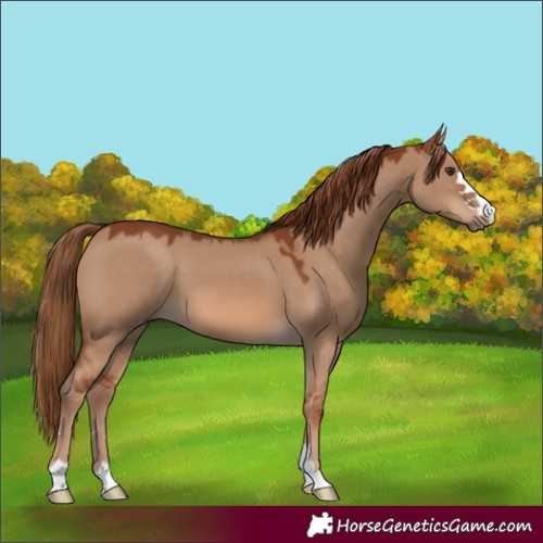 Horse Color:Red Dun 