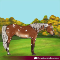 Horse Color:Gray White Spotted Silver Bay