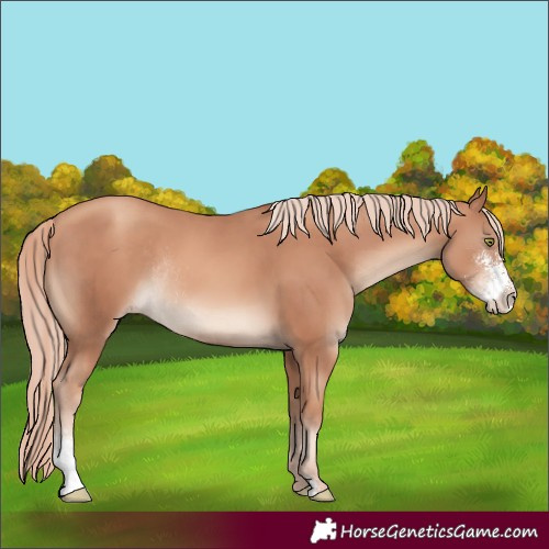 Horse Color:Gold Champagne Sabino Rabicano 