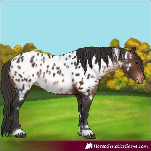 Horse Color:White Spotted Brown Blanket Rabicano 