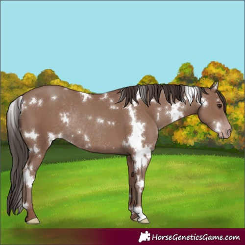 Horse Color:White Spotted Classic Champagne Rabicano 
